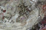 Colorful, Polished Petrified Wood Slab - Arizona #95077-1